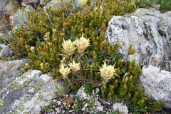 Castilleja occidentalis