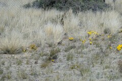 Gazania lichtensteinii