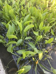 Sagittaria platyphylla