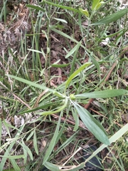 Eriostemon australasius