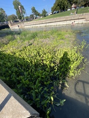 Sagittaria platyphylla