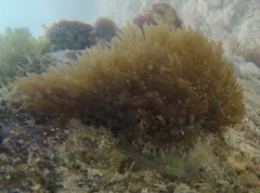 Lebrunia neglecta