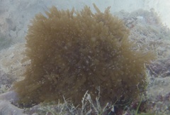 Lebrunia neglecta