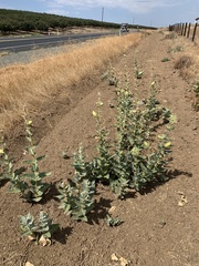 Asclepias erosa