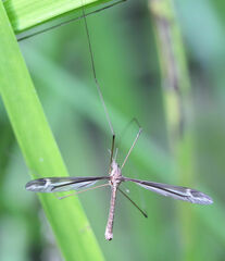 Tipula furca