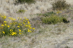 Osteospermum microcarpum