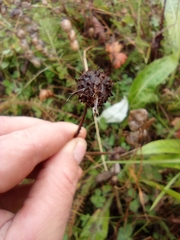 Cirsium heterophyllum