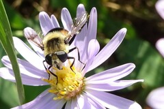 Eristalis anthophorina