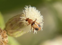 Melyridae