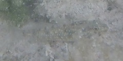 Coryphopterus glaucofraenum