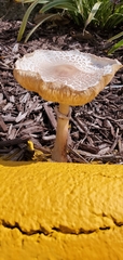 Amanita magniverrucata