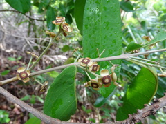 Myrtoideae