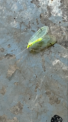 Leucochrysa insularis