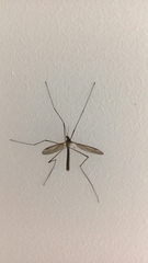 Tipula