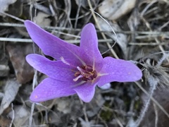 Colchicum lusitanum
