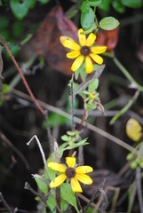 Rudbeckia triloba