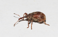 Anthonomus rectirostris