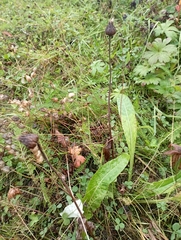 Cirsium heterophyllum