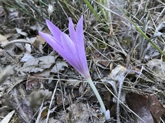 Colchicum lusitanum