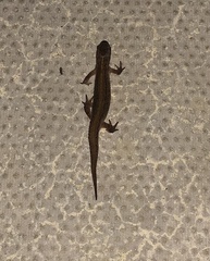 Lissotriton vulgaris
