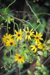 Helianthus atrorubens