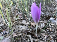Colchicum lusitanum
