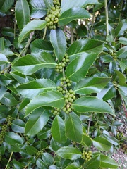 Ilex aquifolium