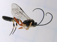 Hyposoter fugitivus