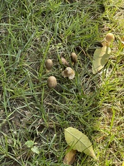 Parasola conopilea