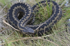 Vipera seoanei