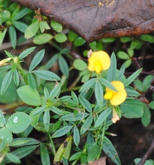 Stylosanthes biflora