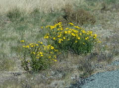 Osteospermum microcarpum