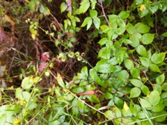 Agrimonia gryposepala