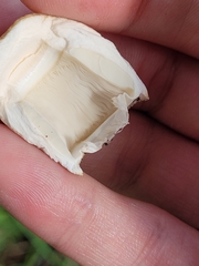 Candolleomyces candolleanus