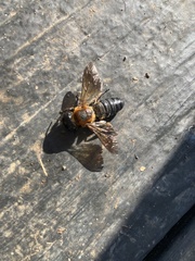 Megachile sculpturalis