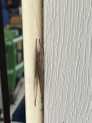 Neoconocephalus retusus