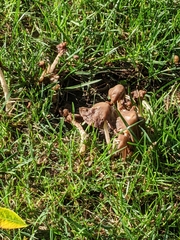 Lyophyllum decastes