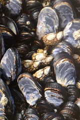 Pollicipes polymerus