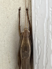 Neoconocephalus retusus