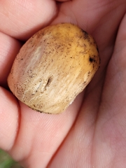 Candolleomyces candolleanus