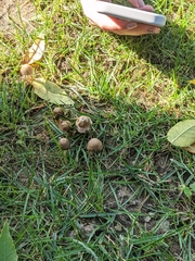 Lyophyllum decastes