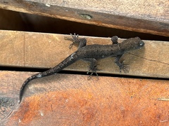 Gonatodes albogularis