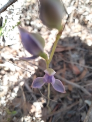Thelymitra