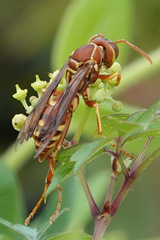 Polistes bellicosus