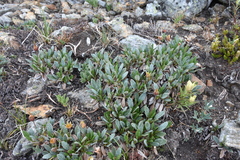 Dryas hookeriana