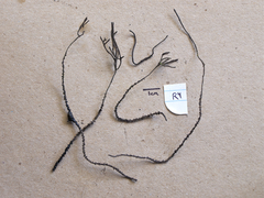 Thamnomyces rostratus