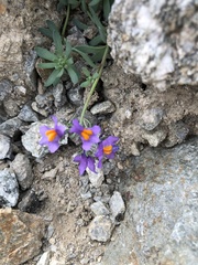 Linaria alpina