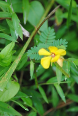 Chamaecrista fasciculata