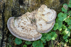 Trametes lactinea