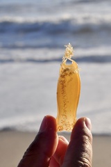 Scyliorhinus canicula